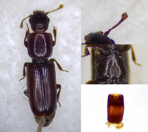 Réf. 315 007 : Rhizophagus ferrugineus